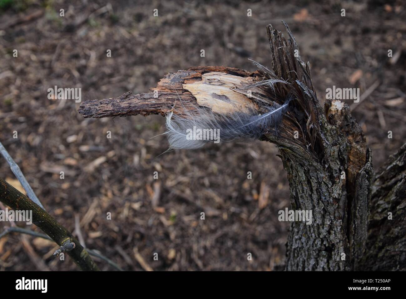 Single feather resting on a Broken tree Broken splinted stump along the ...