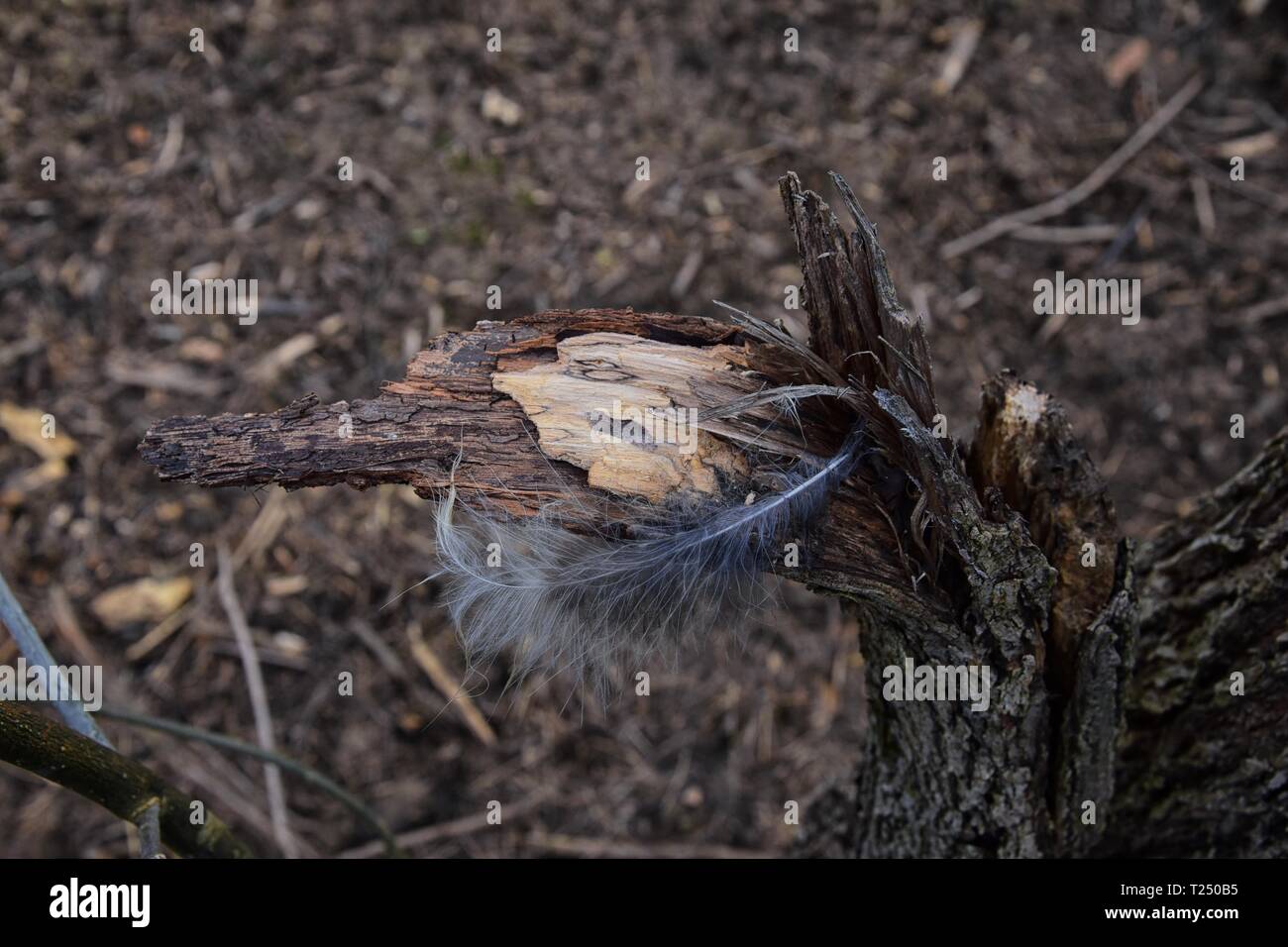 Single feather resting on a Broken tree Broken splinted stump along the ...