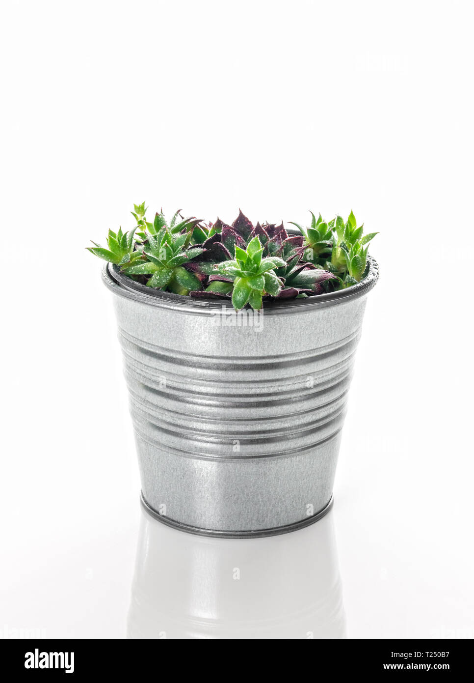 Hens and chicks succulent plant in a metal pot, in water droplets. Isolated on white background. Stock Photo