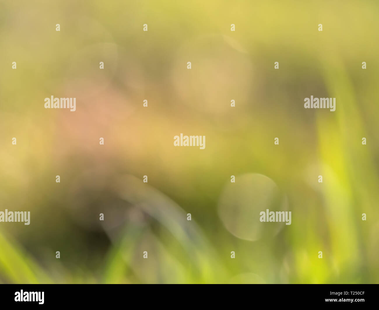 Blurry background of fresh green grass field Stock Photo - Alamy