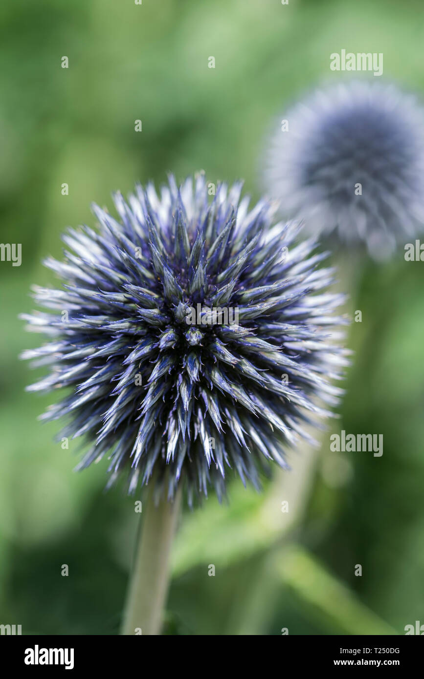 Southern thistle, Echinops ritro, globe thistle 'Veitch's Blue', close-up of spiky flower head with blurred background, portrait Stock Photo