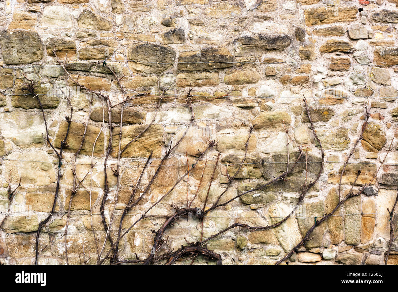 Stone wall of an old building with a dry clambering plant Stock Photo
