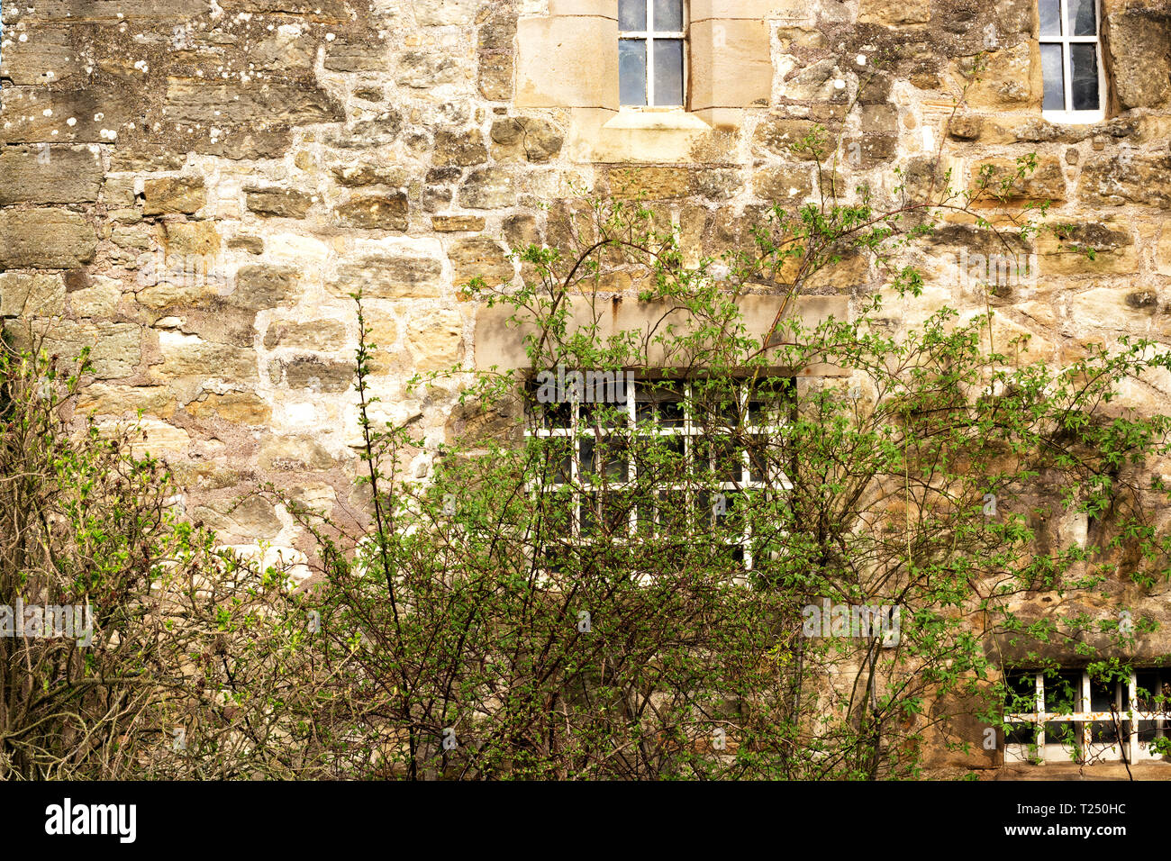 Stone wall of an old building with windows and a clambering plant Stock Photo