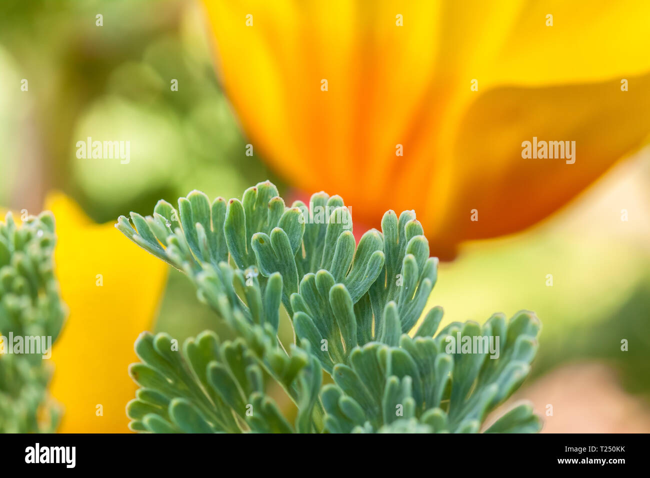 Close up at the leaves of the California poppy (Eschscholzia californica), with the flower in background. Stock Photo