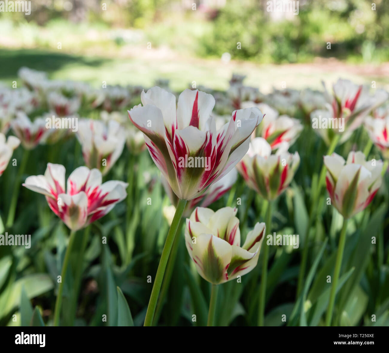 Gorgeous white red and green striped tulips in springtime, Southern California Stock Photo