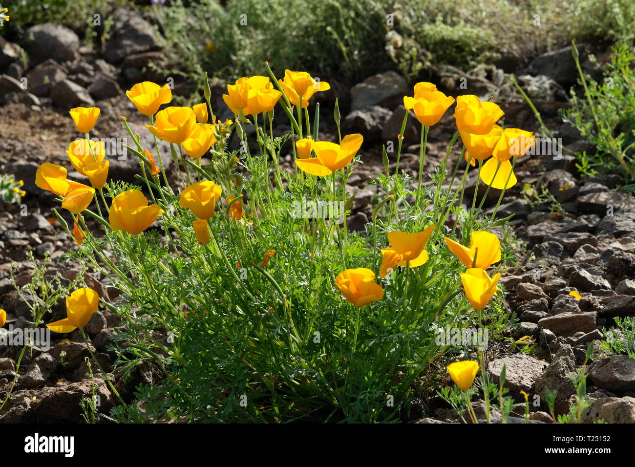 Poppies at Picacho Peak State Park Stock Photo