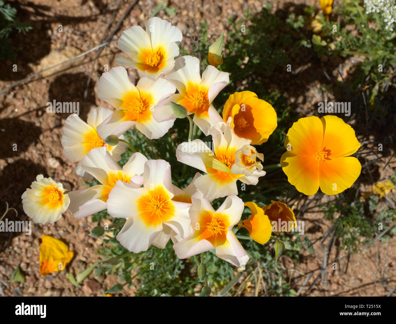 White California Poppies Stock Photo