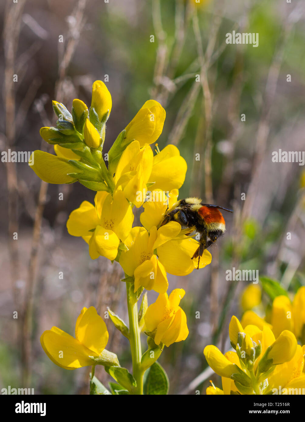 Orange belted bumblebee on yellow pea wildflower Stock Photo