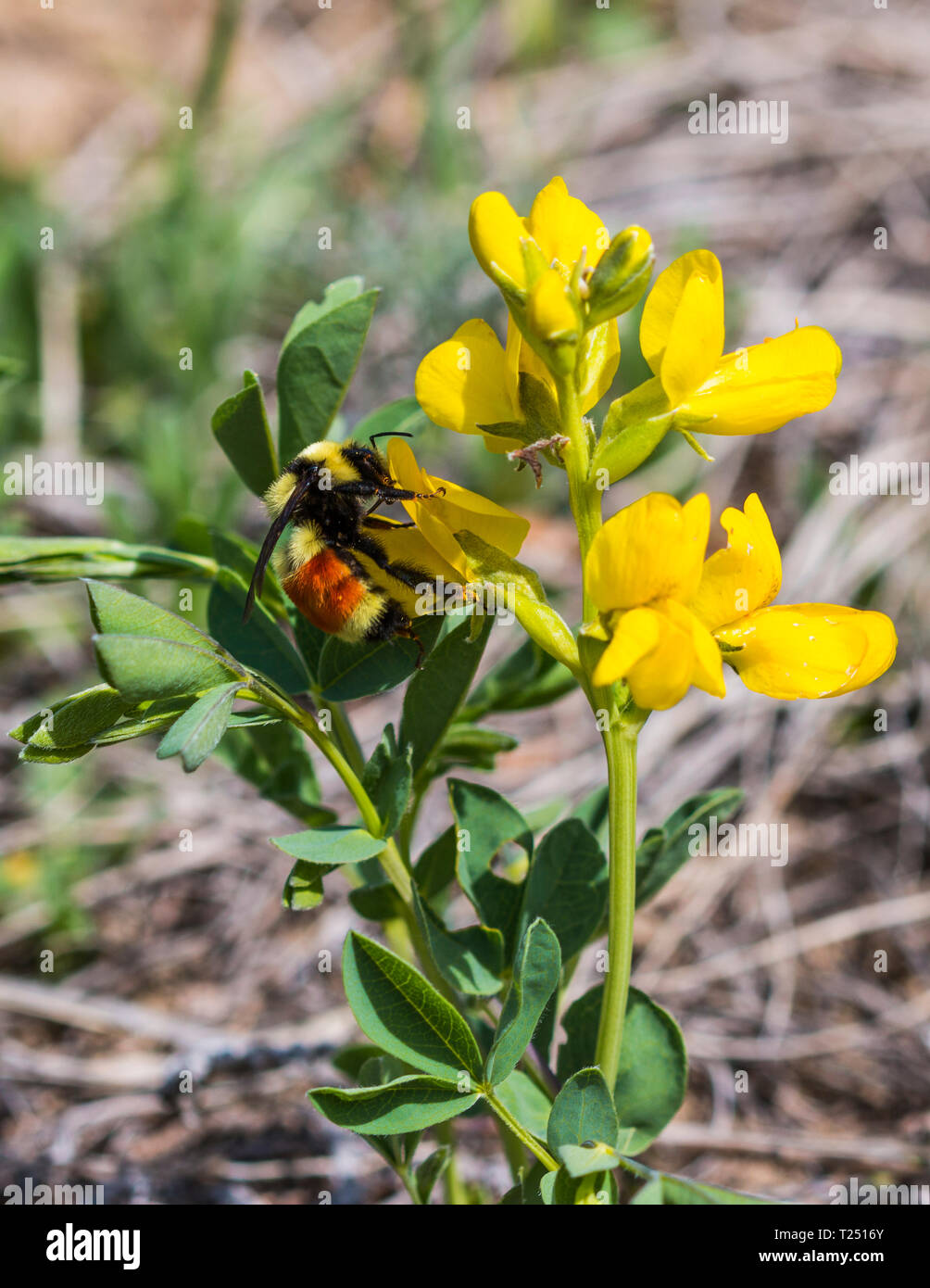 Orange belted bumblebee on yellow pea wildflower Stock Photo