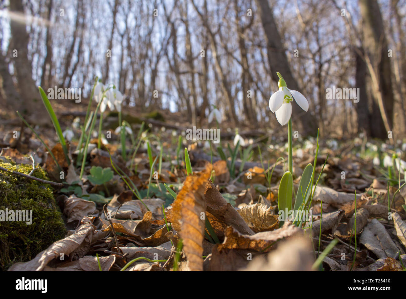 Glade full of snowdrops growing through last year's leaves in the forest. Close up Stock Photo