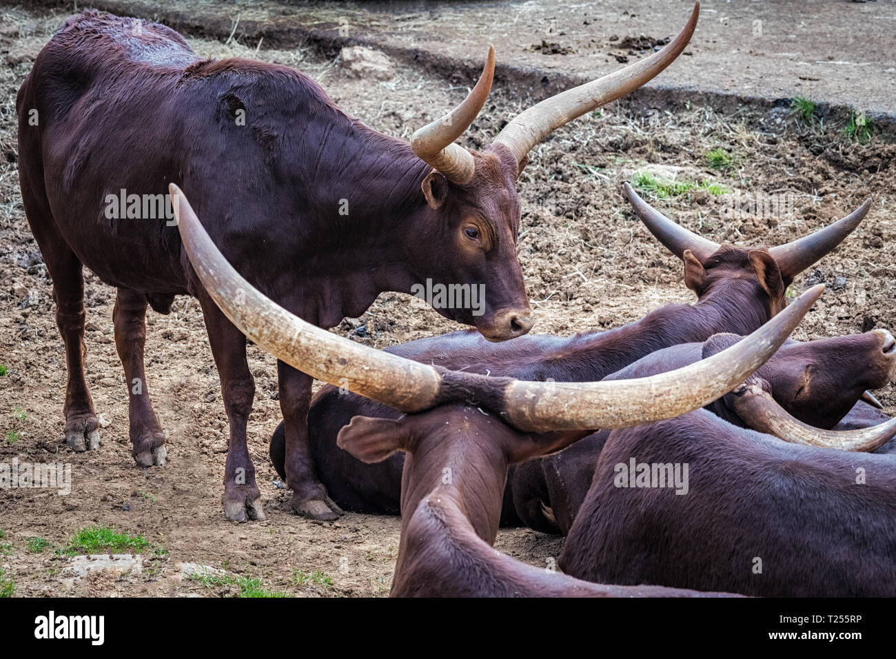 AnkoleWatusi is an African bovine Stock Photo Alamy