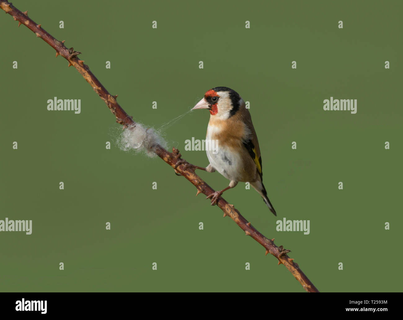 Goldfinch uk nest hi-res stock photography and images - Alamy