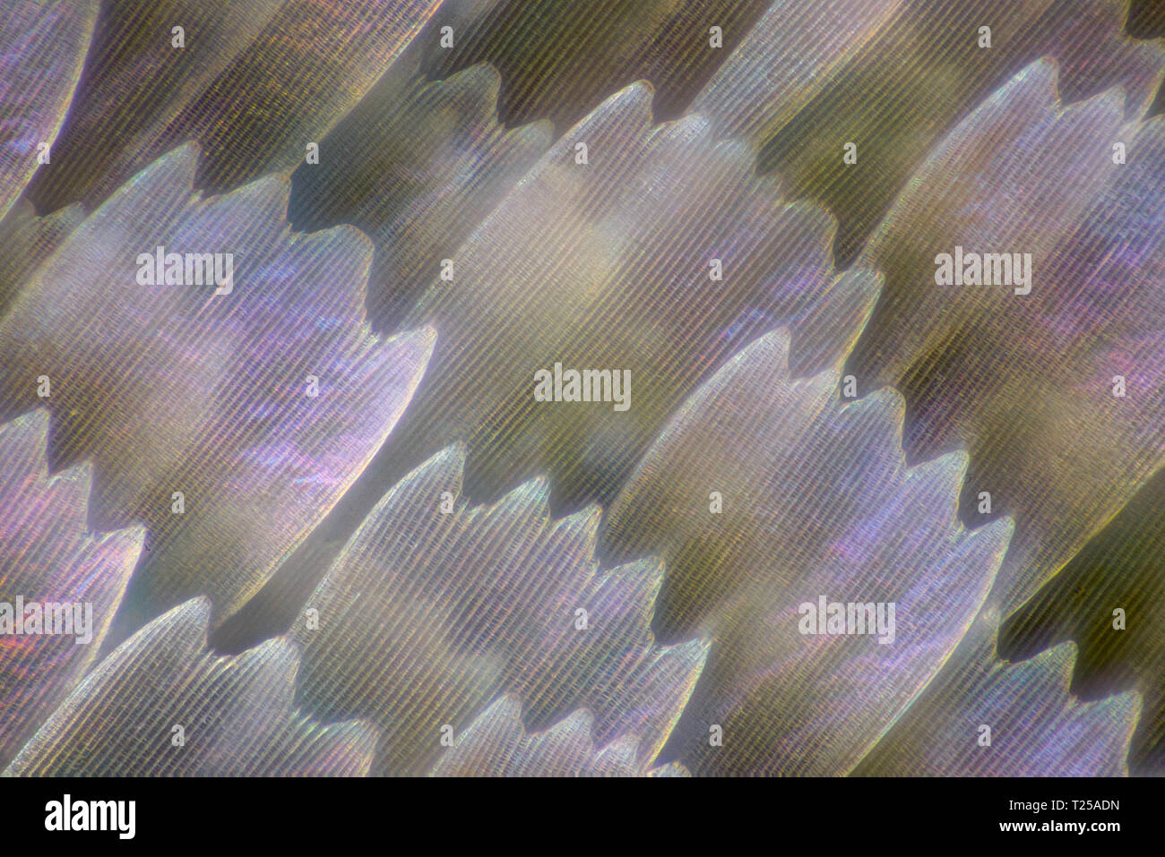 Extreme magnification Butterfly wing under the microscope, 100x