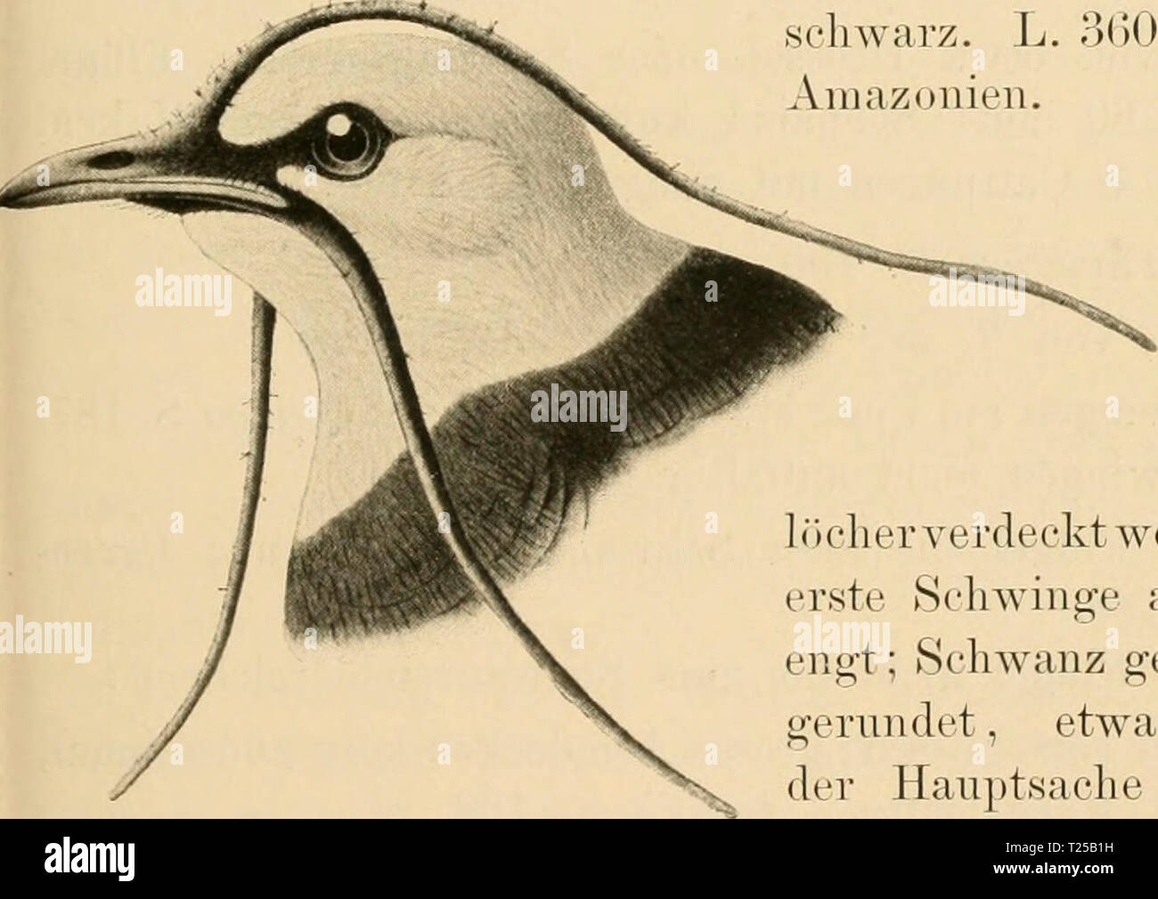 Archive image from page 198 of Die Vögel; Handbuch der systematischen Die Vögel; Handbuch der systematischen Ornithologie  dievgelhandbuc02reic Year: 1913  Fig. 102. C. varie(/(iii(i&lt; (Gm.), Flechtenglöckner (Fig. 102j. Kehle nackt mit flechtenartig herabhängenden Hautfäden. Clelieder grauwei.ss mit braunem Ko])f und schwarzen Flügeln. $ grün, Kopf graulich, unterseits blassgelb, grün gestreift. L. 2G0, Fl. KJO mm. Guyana, Venezuela, Trinidad. ('. triearuncnlafus Verr., Hämmerling (Fig. 103). Langer, fadenförmiger Zapfen an der Stirn und jederseits am Schnabel- winkel. Rotbraun mit weissem  Stock Photo