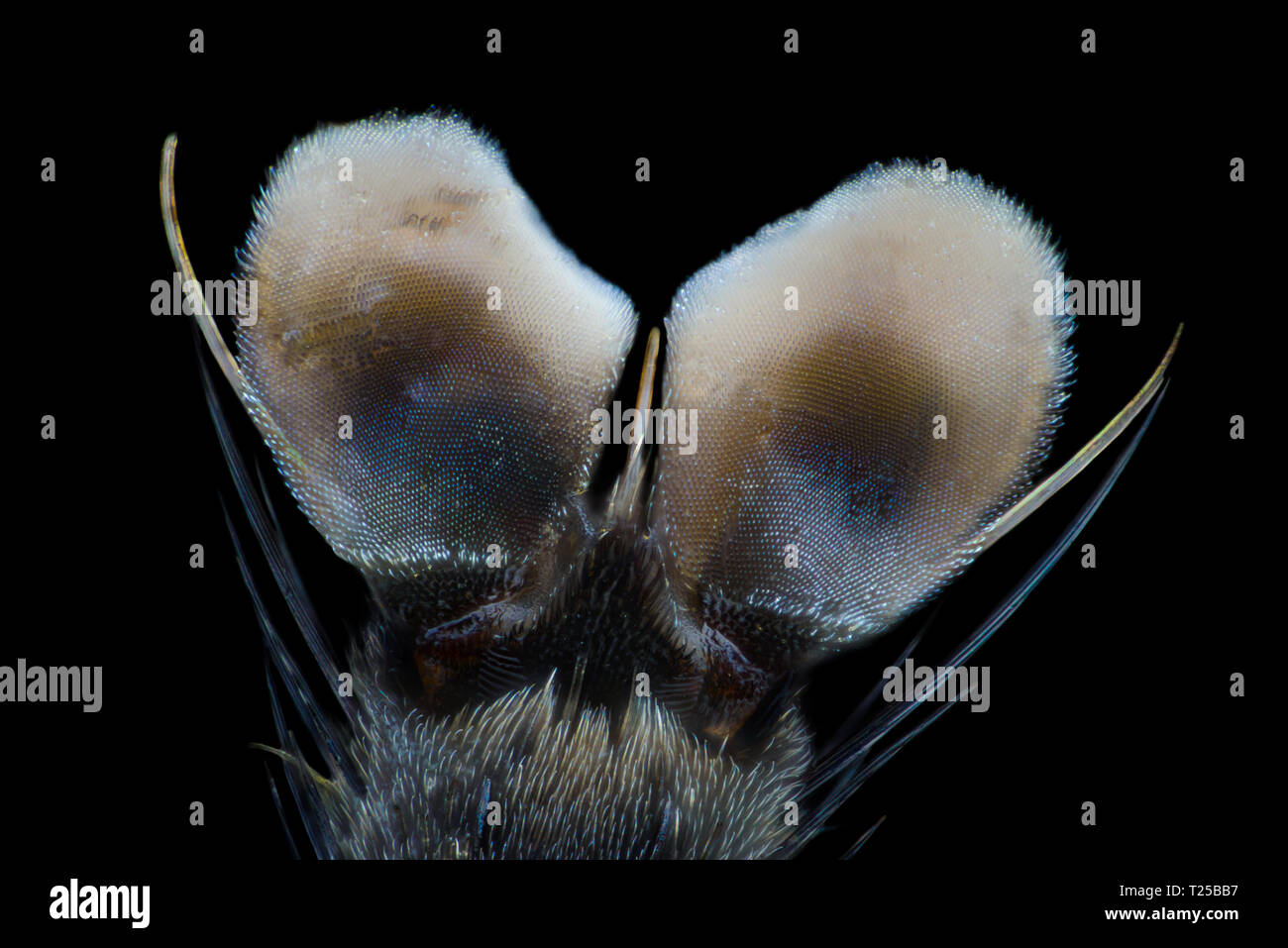 Extreme magnification - Fly paw at microscope, 50x magnification Stock Photo