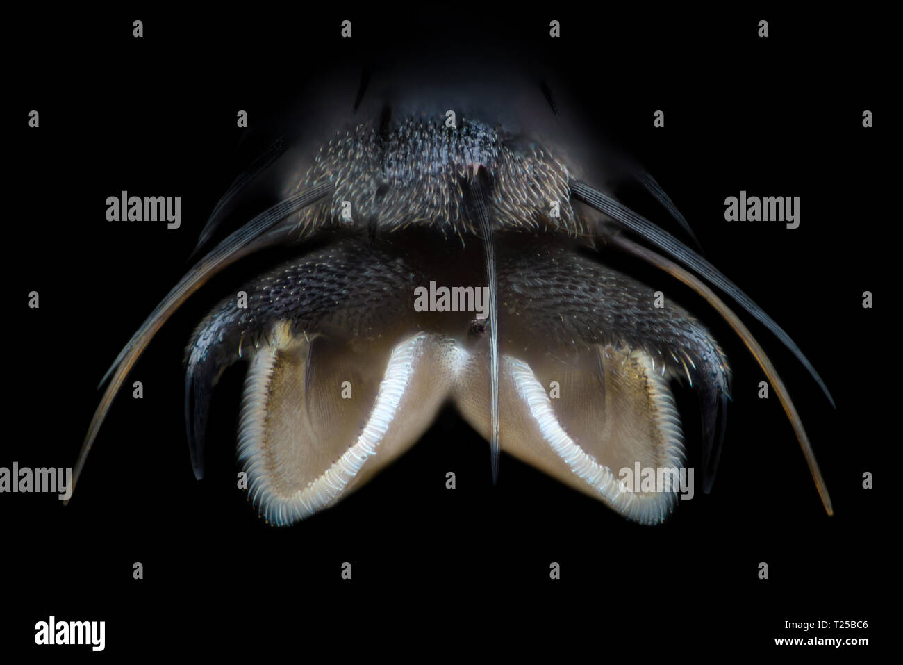 Extreme magnification - Fly paw at microscope, 50x magnification Stock Photo