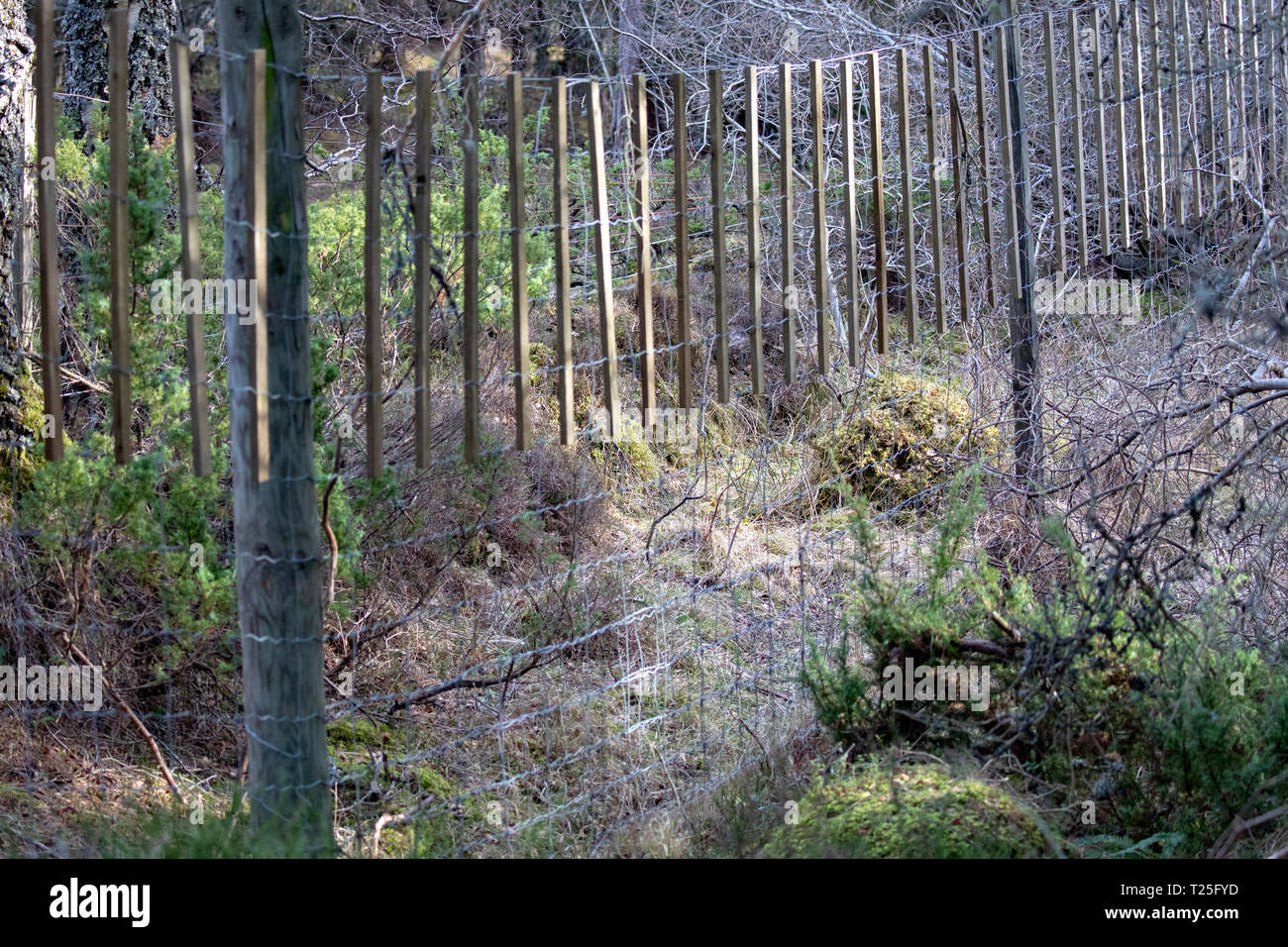 Deer fence on the Rothiemurchus Estate near to Aviemore in the Scottish Highlands to prevent deer entering areas Stock Photo