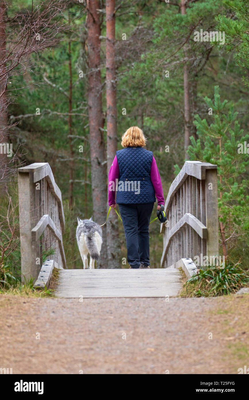 Female dog walker walking over the wooden bridge in Glenmore Forest to walk from Allt Mhor to Coire Cas in the Cairngorms National Park, Aviemore Stock Photo