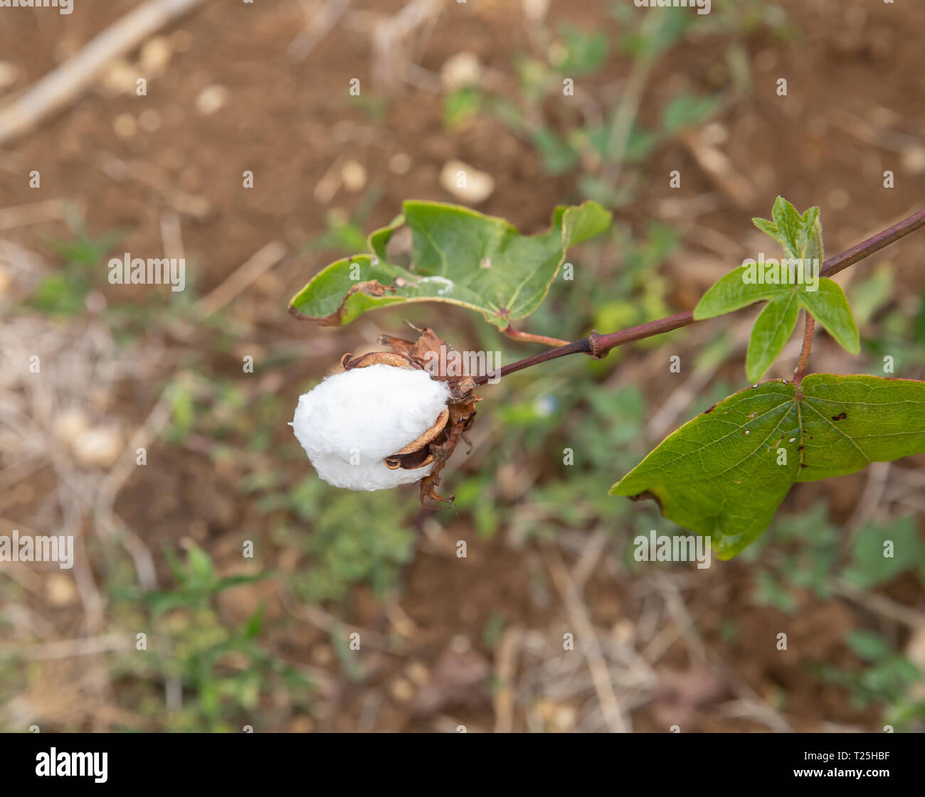 Cotton plantation in Barbados Stock Photo Alamy
