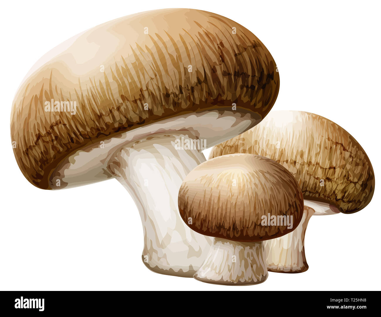 cremini mushrooms brown nature food fungus illustration Stock Photo Alamy
