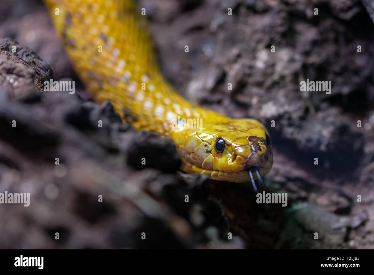 The Cape Cobra (Naja nivea), also called the yellow cobra. Stock Photo
