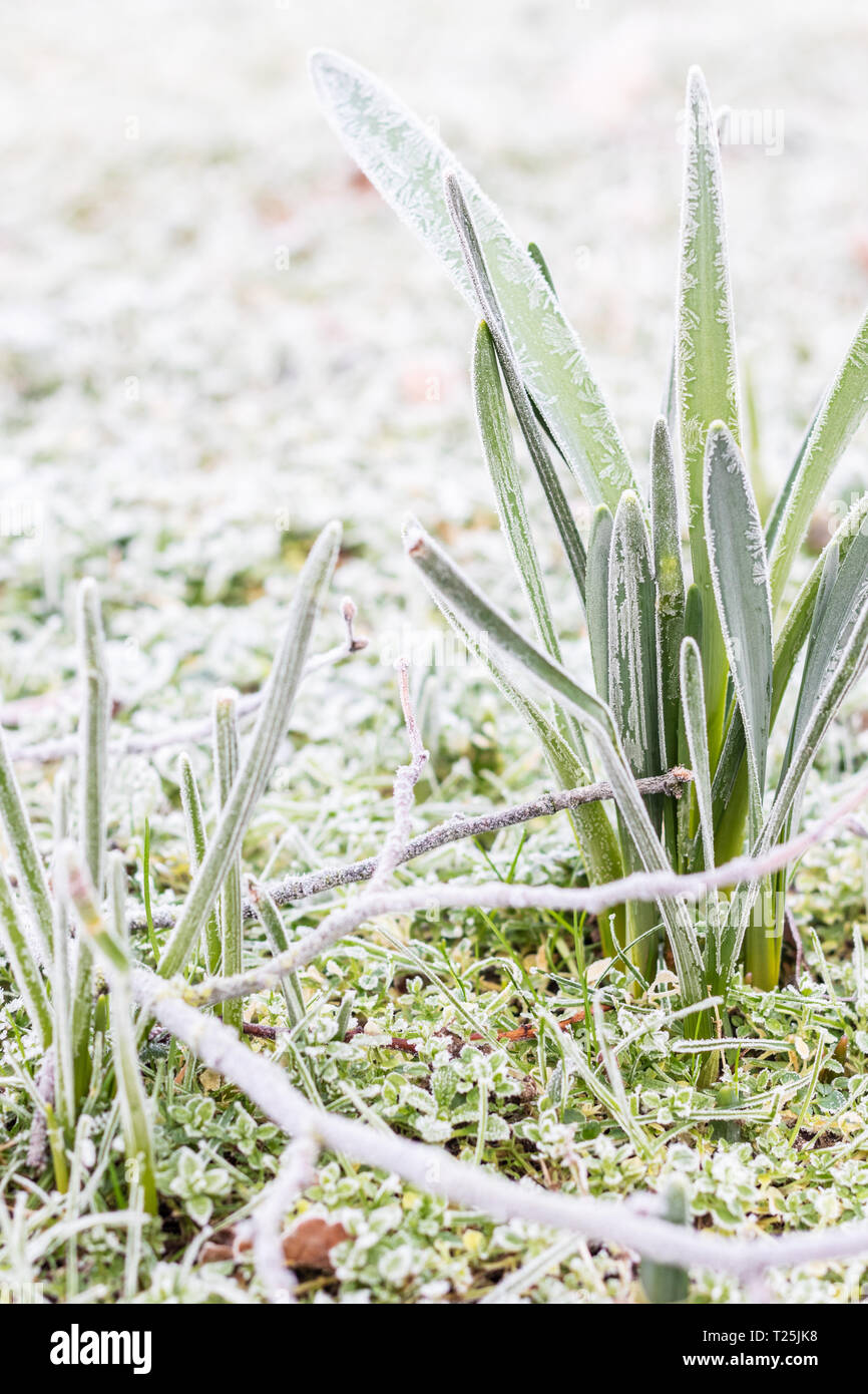 Frost on young plants hi-res stock photography and images - Alamy