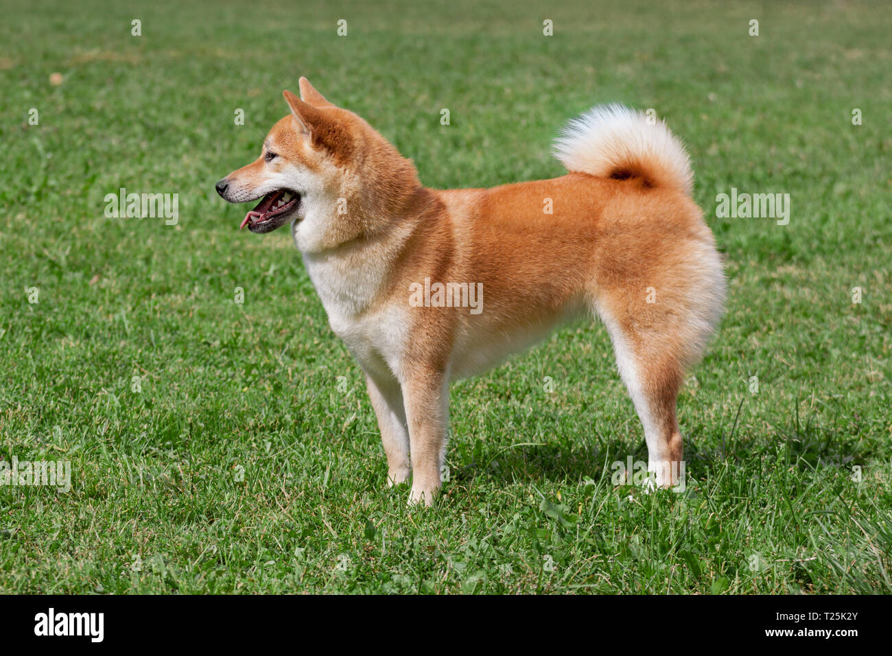 purebred shiba