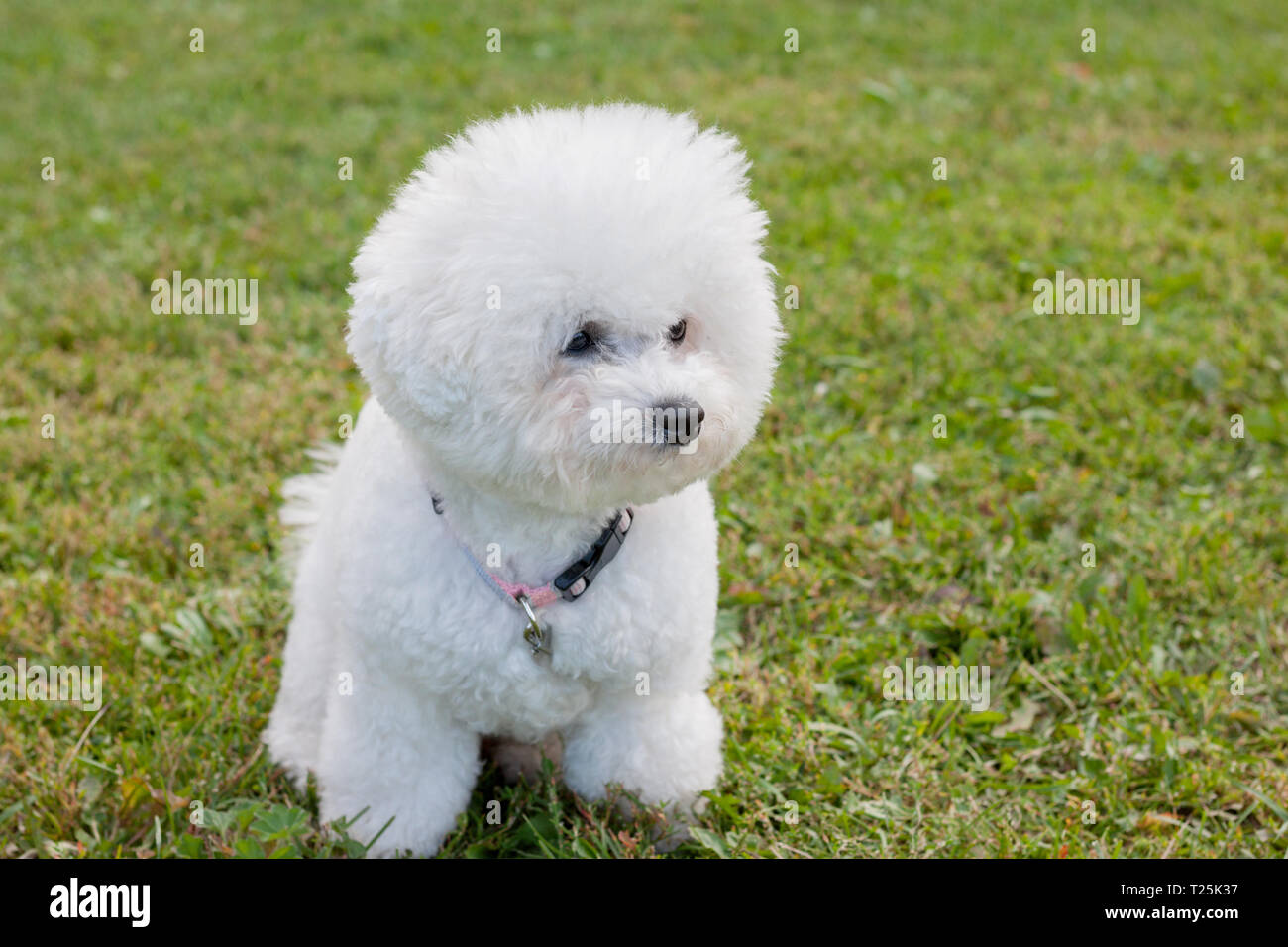Cute bichon frise is sitting on a spring meadow. Purebred dog. Pet animals. Stock Photo