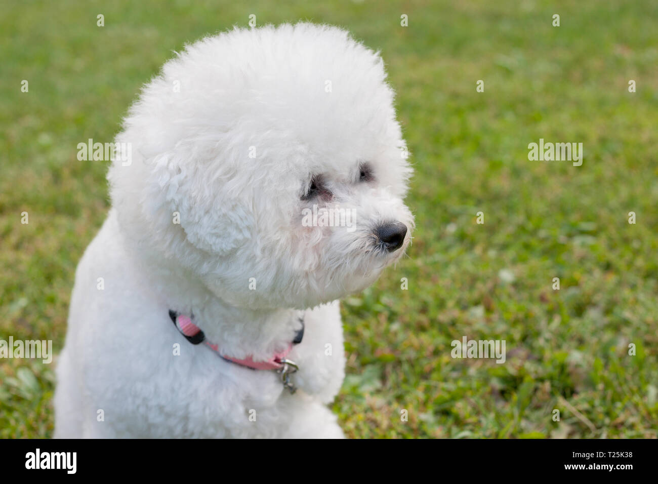 Cute bichon frise close up. Purebred dog. Pet animals. Stock Photo