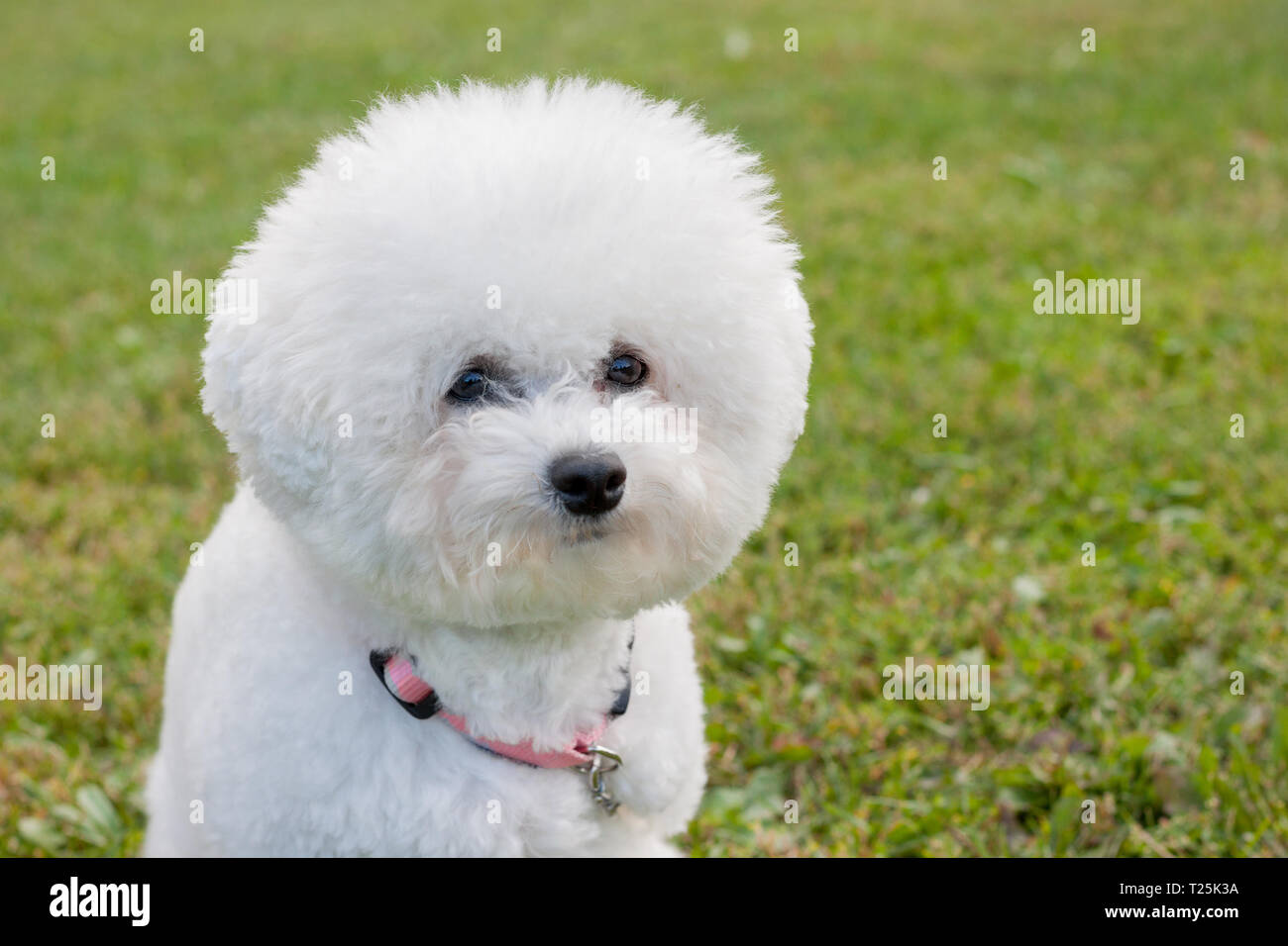 Cute bichon frise is looking at the camera. Pet animals. Purebred dog. Stock Photo