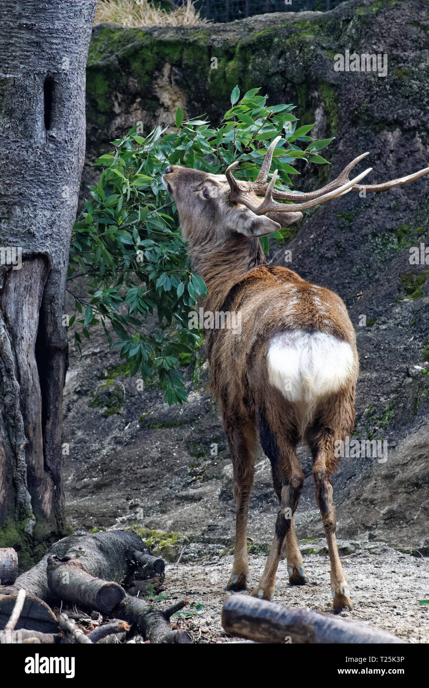 Yezo Sika Deer Cervus Nippon Yesoensis Is One Of The Many Subspecies yezo-sika-deer-cervus-nippon-yesoensis-is-one-of-the-many-subspecies