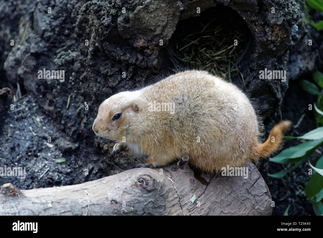 Black-tailed prairie dog (Cynomys ludovicianus) is a rodent of the family Sciuridae Stock Photo