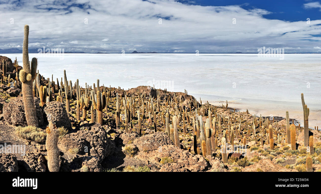 View from Isla Incahuasi over Salt Lake Uyuni (bolivia) Stock Photo