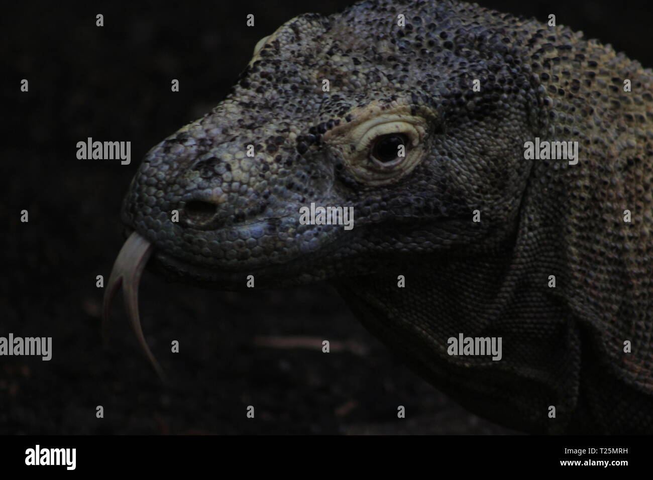 Komodo dragon ( Varanus komodoensis ) with the forked tongue sniff air ...