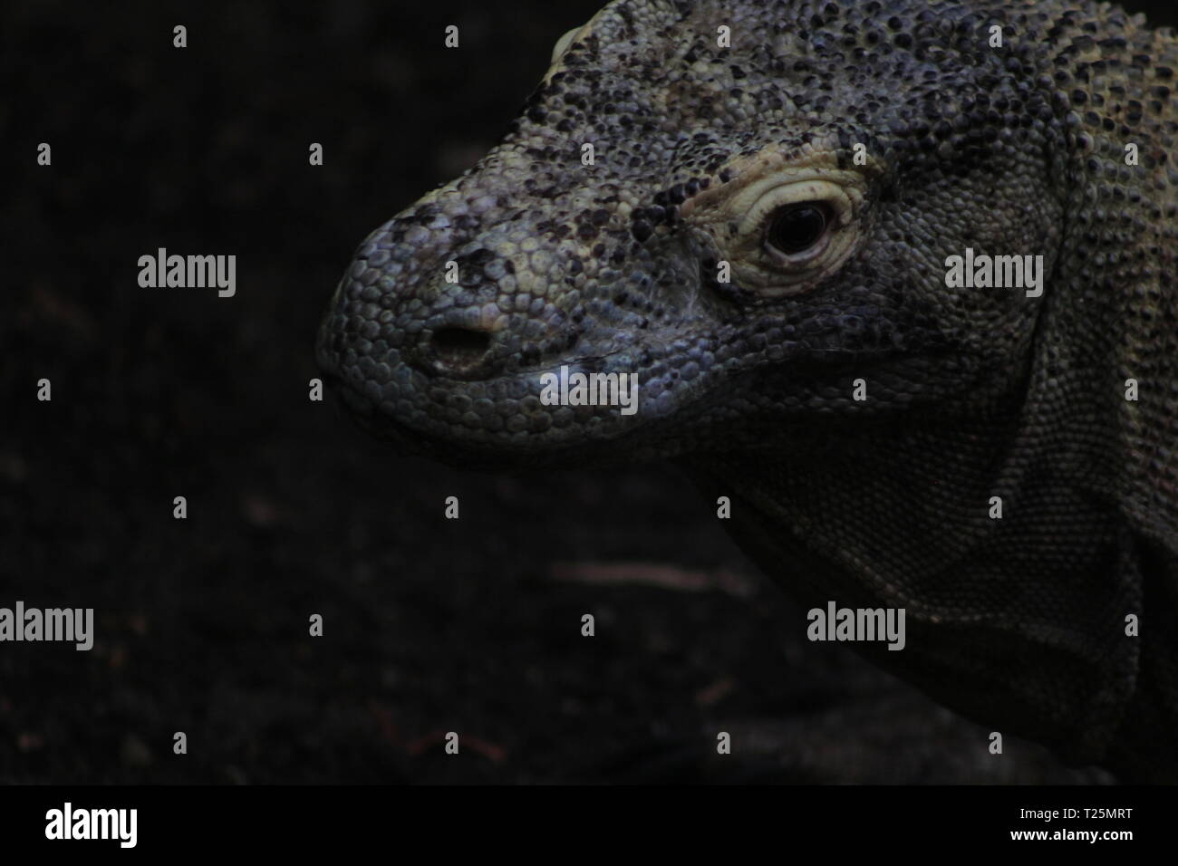 Komodo dragon ( Varanus komodoensis ) with the forked tongue sniff air ...