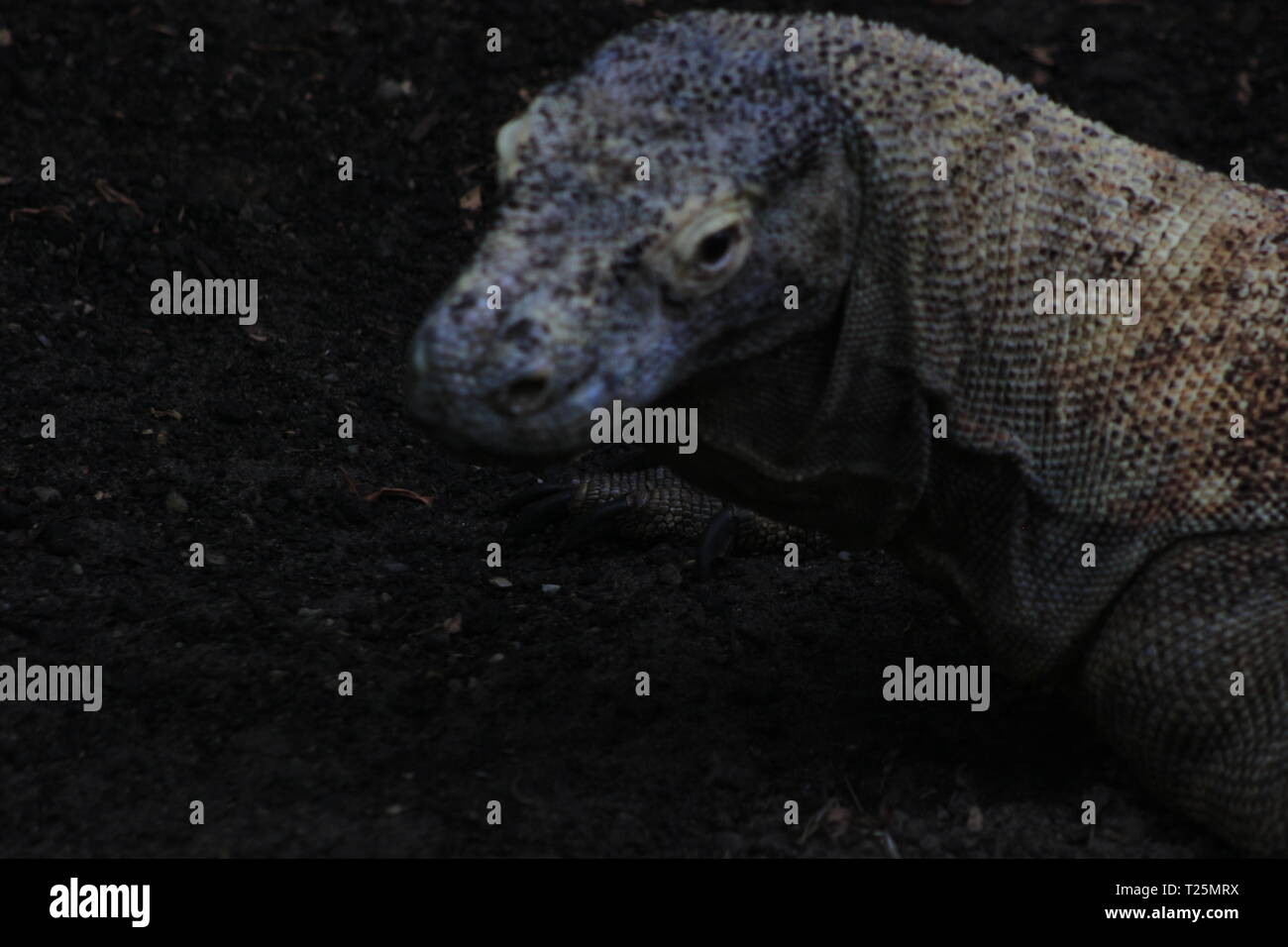 Komodo dragon ( Varanus komodoensis ) with the forked tongue sniff air ...