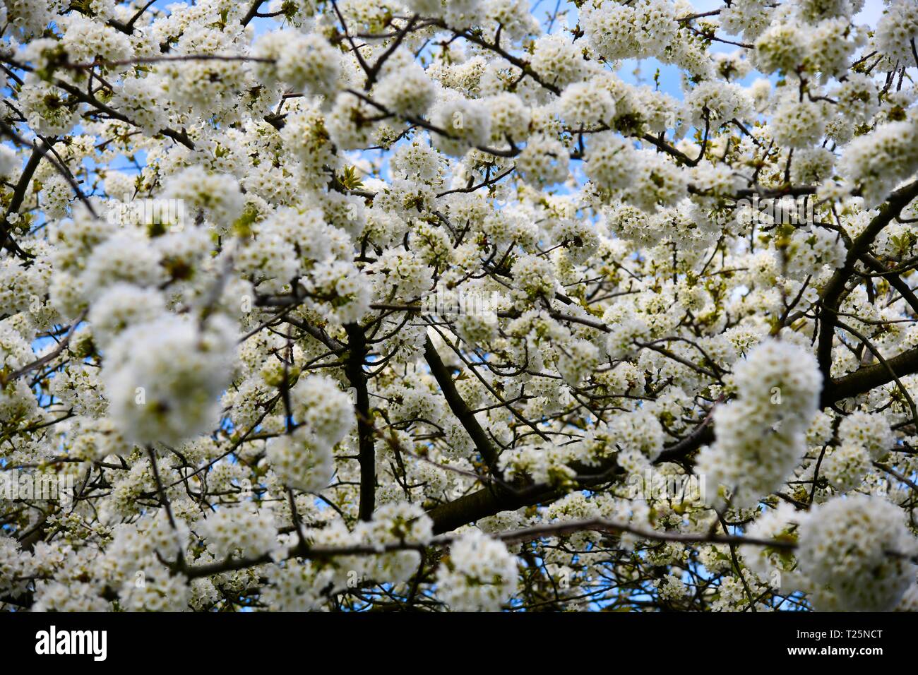 Spring flowers begin to bloom Stock Photo Alamy