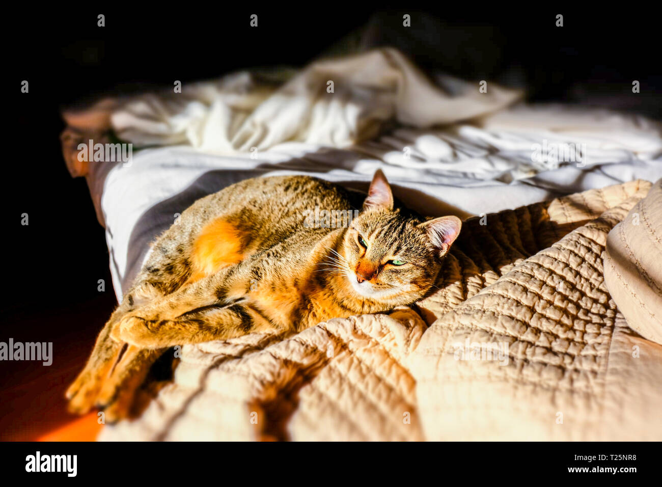 Cat resting in a bed. Stock Photo