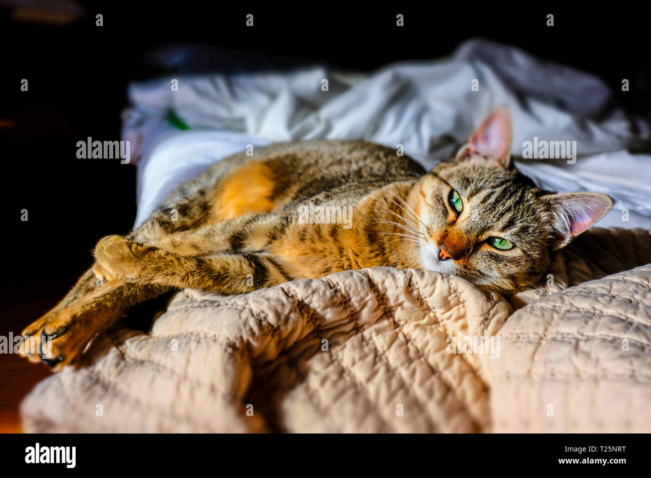 Cat resting in a bed. Stock Photo