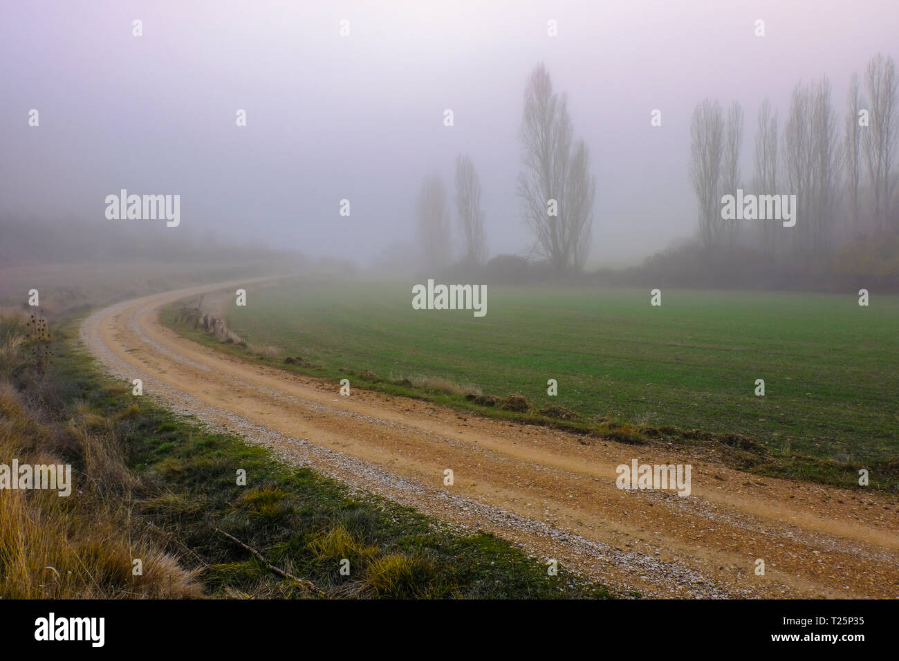 Rural path in the fog. Stock Photo
