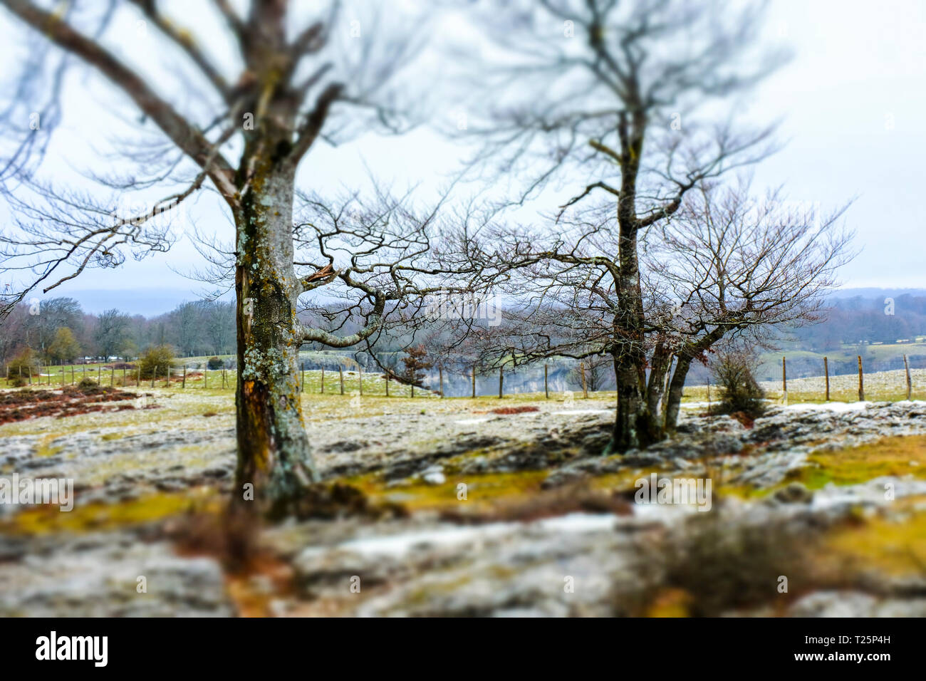 Beech grove hires stock photography and images Alamy