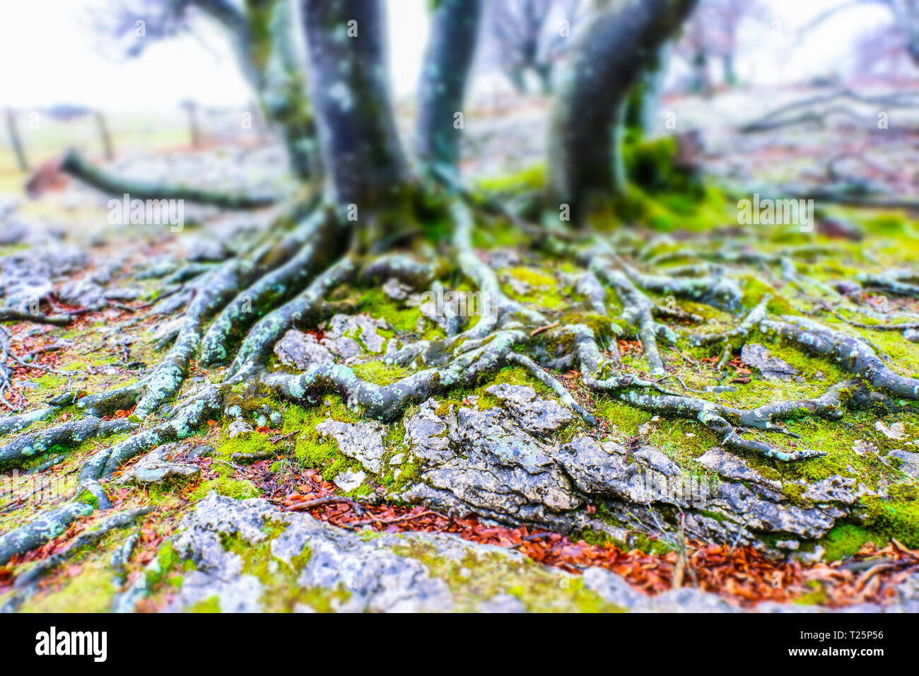 Beech grove hires stock photography and images Alamy