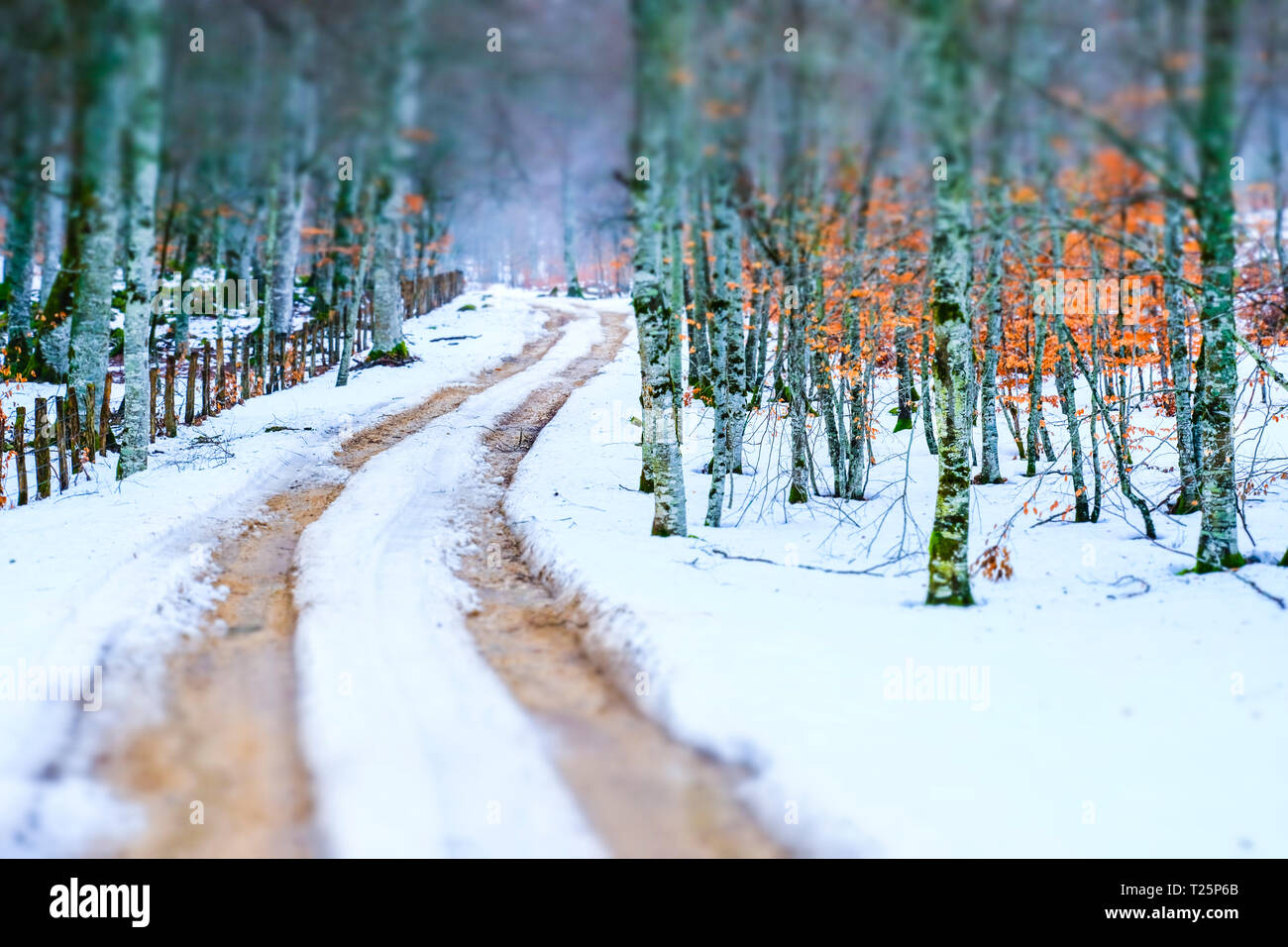 Path and beechwood in winter. Stock Photo