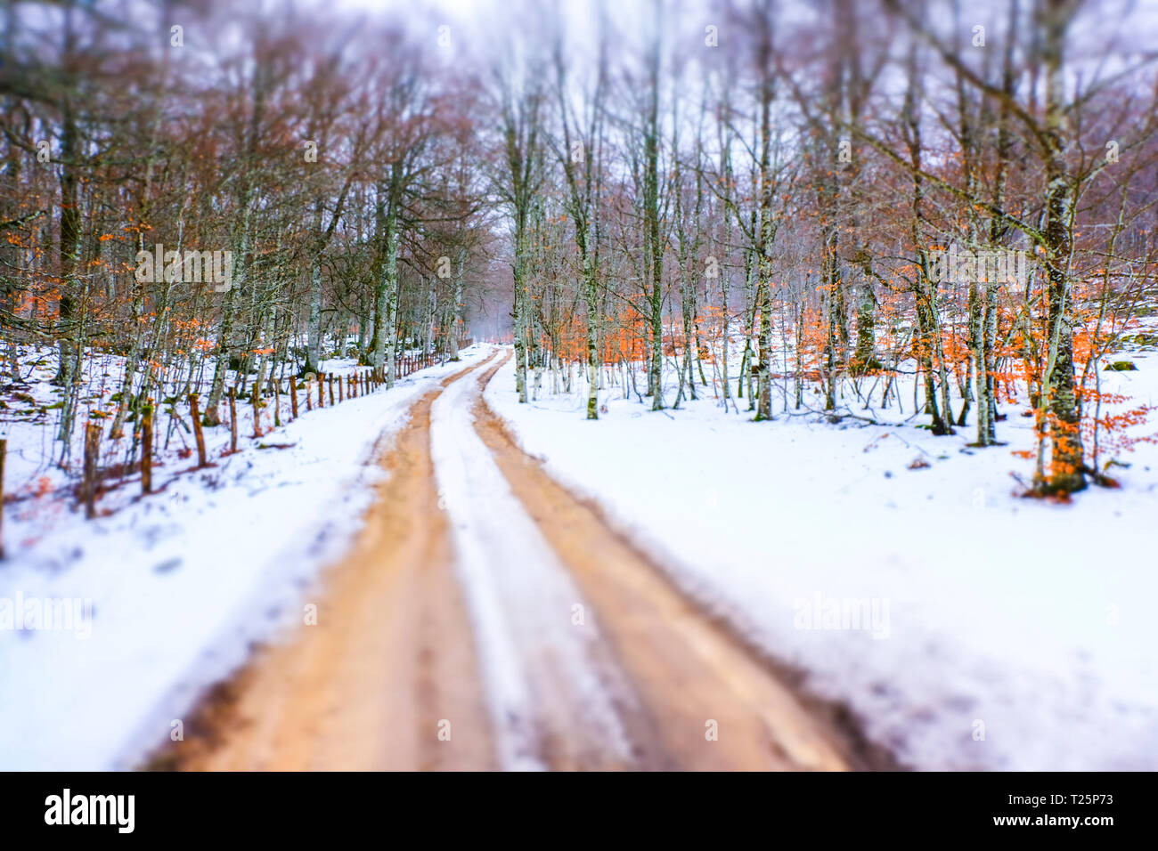 Winter woodland path hi-res stock photography and images - Alamy