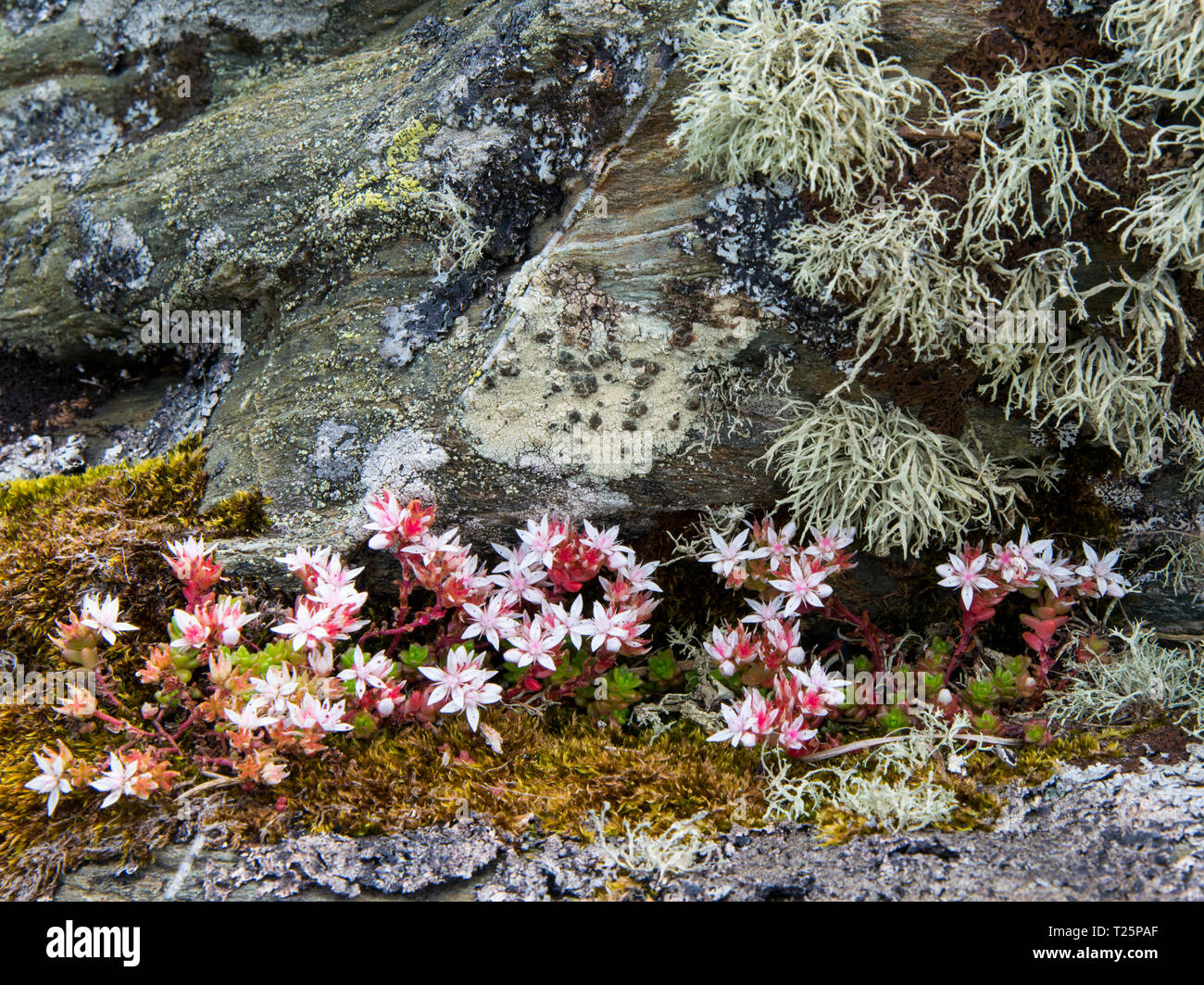 English Stonecrop, Sea Ivory, Moss and Lichen on rocks, Isle of Arran, Scotland Stock Photo