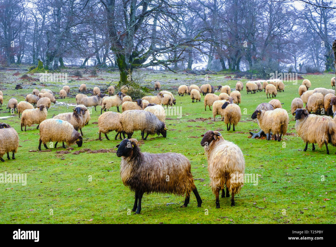 Flock of sheep in a grassland. Stock Photo