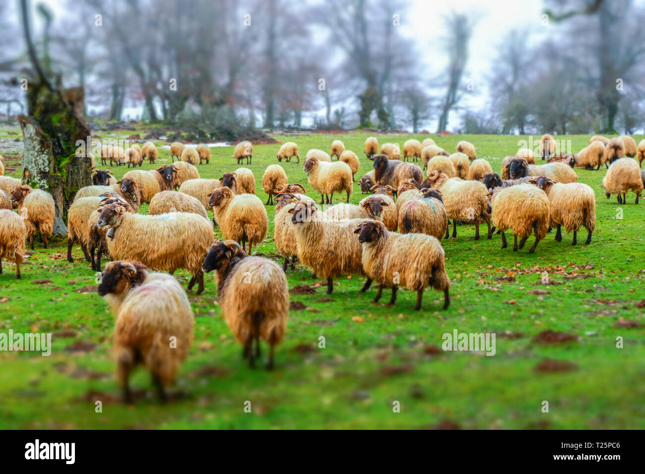 Flock of sheep in a grassland. Stock Photo