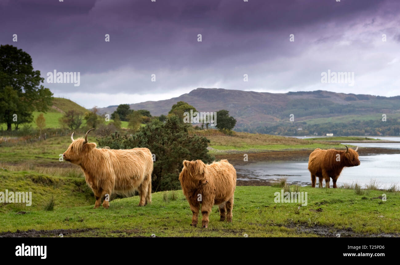 Highland Cows, Argyll, Scotland. Stock Photo