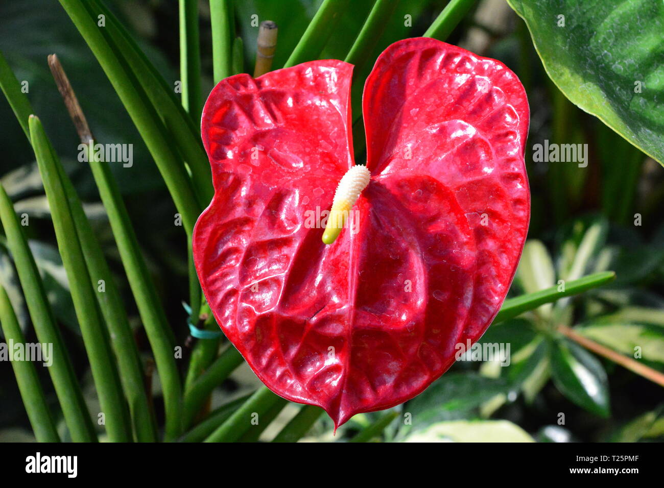 An Anthurium Bloom Stock Photo Alamy