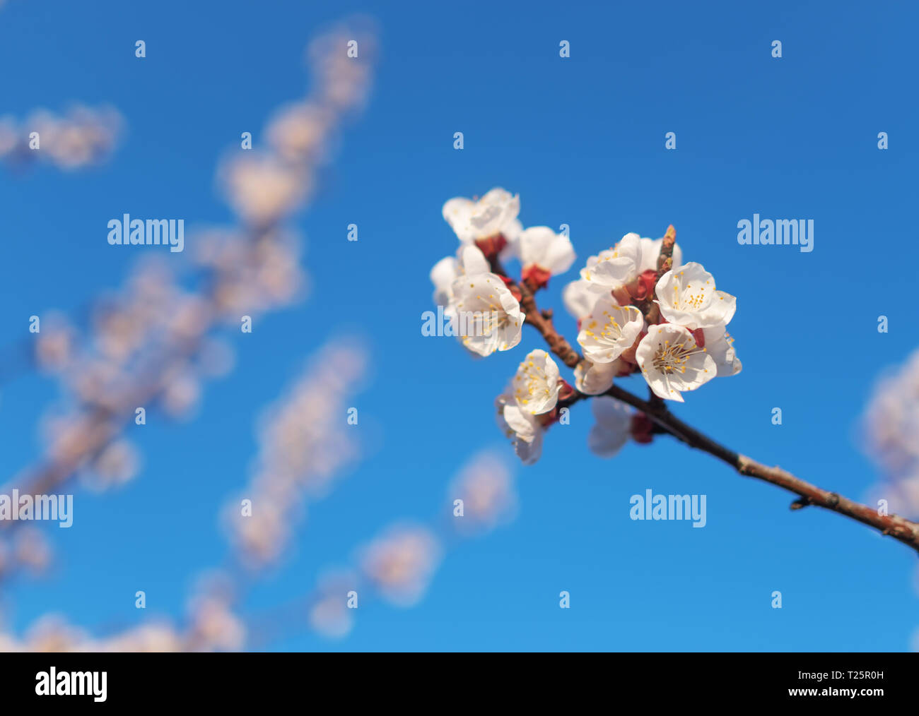 Cherry blossom sparrow hi-res stock photography and images - Alamy